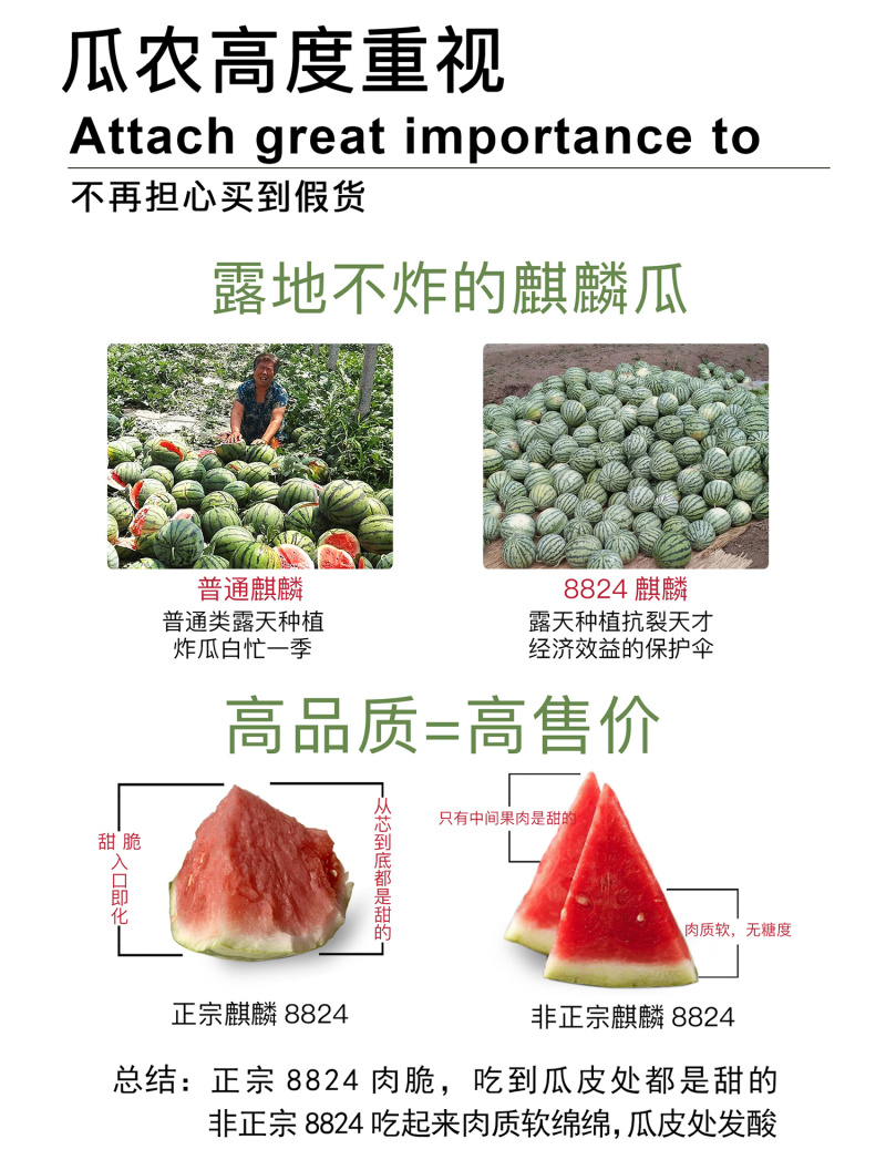 中科茂华瓜果种子中科早佳88-24西瓜种子海南麒麟西瓜種