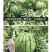 中科茂华瓜果种子中科早佳88-24西瓜种子海南麒麟西瓜種