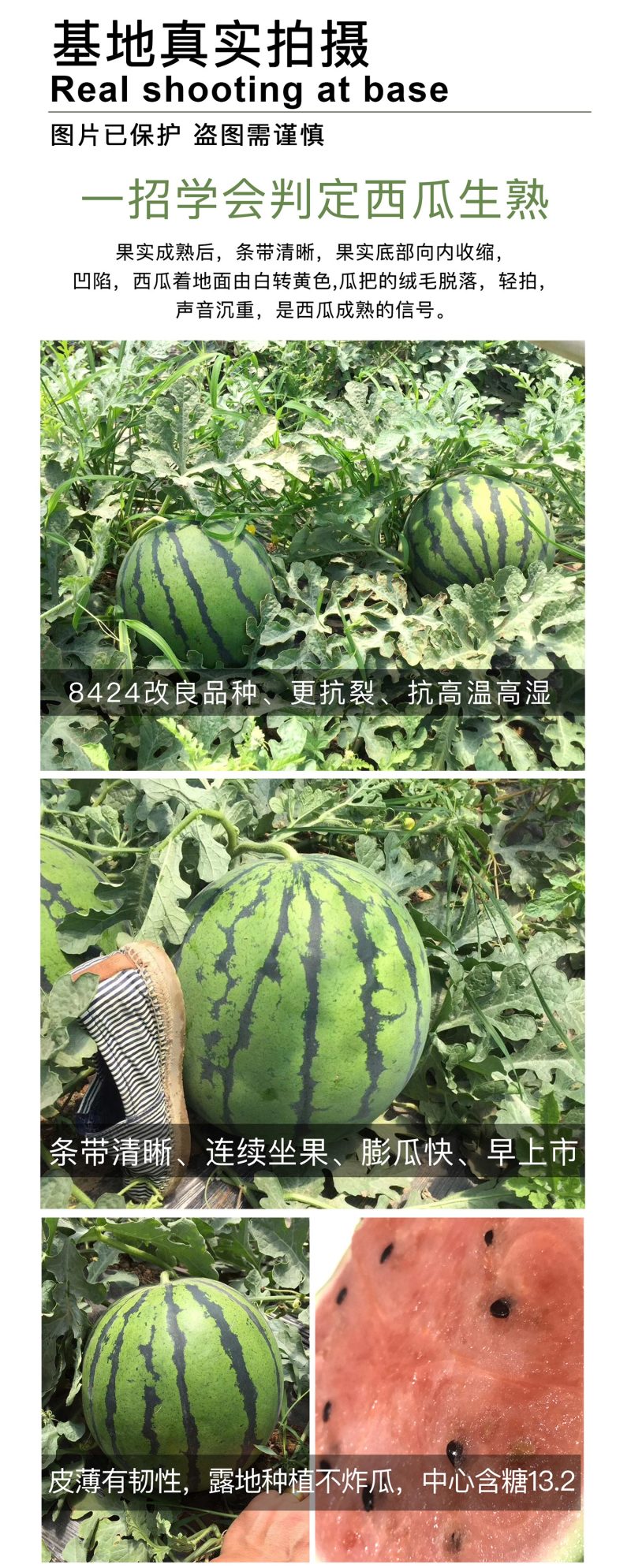 中科茂华瓜果种子中科早佳88-24西瓜种子海南麒麟西瓜種
