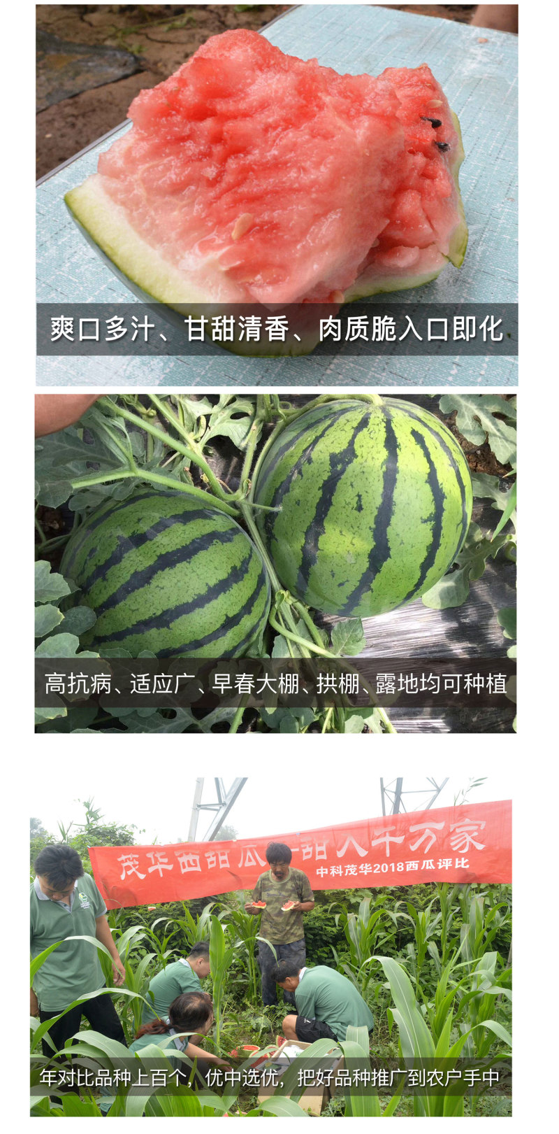中科茂华瓜果种子中科早佳88-24西瓜种子海南麒麟西瓜種