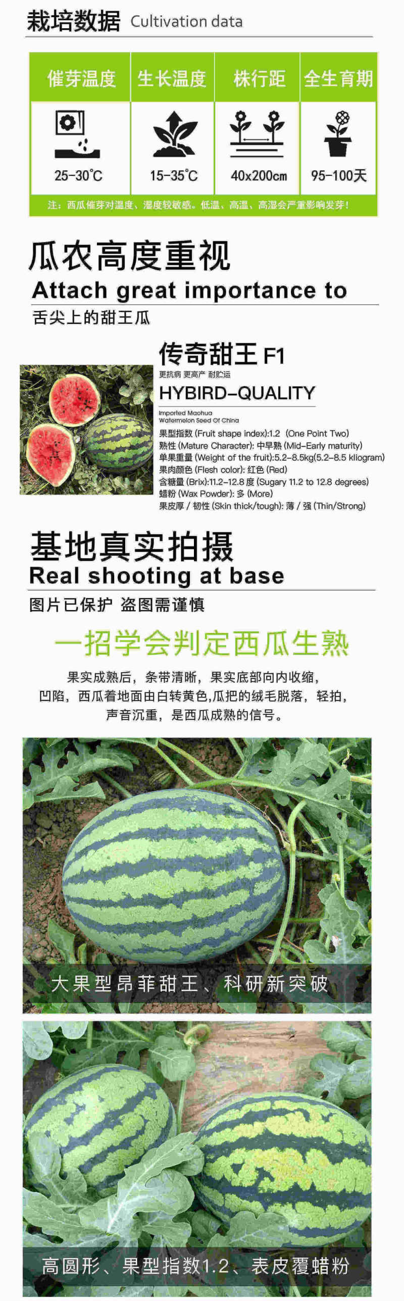 中科茂华瓜果种子中科甜王西瓜种子昂菲传奇甜王杂交高圆形