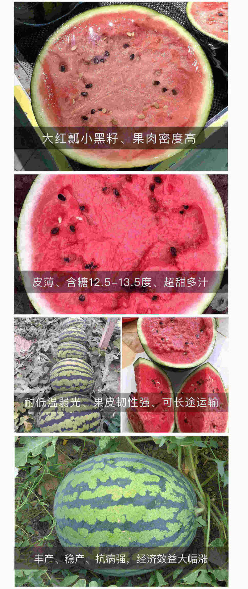 中科茂华瓜果种子中科甜王西瓜种子昂菲传奇甜王杂交高圆形