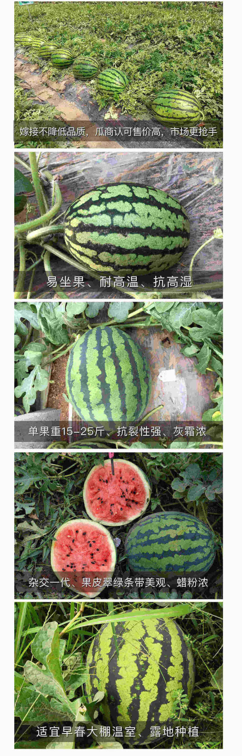 中科茂华瓜果种子中科甜王西瓜种子昂菲传奇甜王杂交高圆形