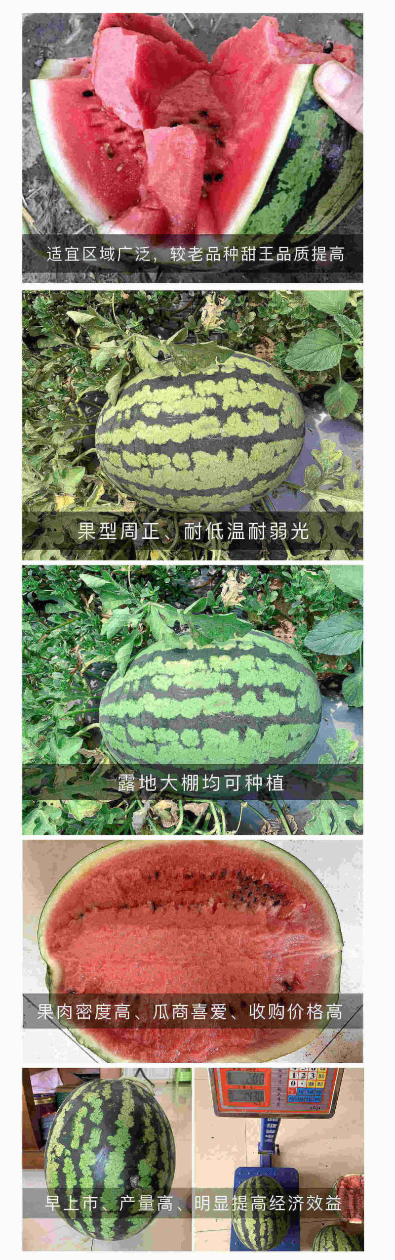中科茂华瓜果种子中科甜王西瓜种子昂菲传奇甜王杂交高圆形