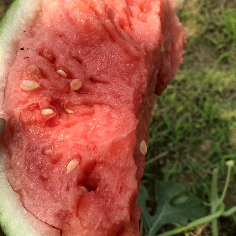 中科茂华瓜果种子中科早佳88-24西瓜种子海南麒麟西瓜種