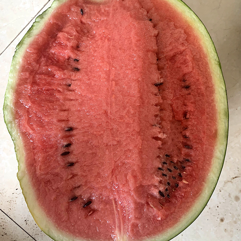 中科茂华瓜果种子中科甜王西瓜种子昂菲传奇甜王杂交高圆形