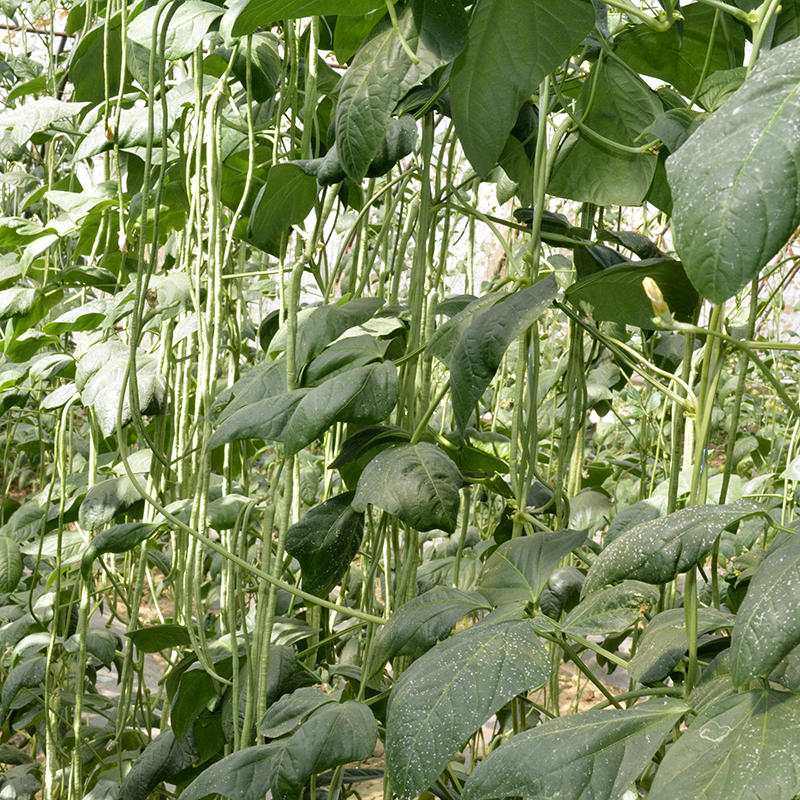 中科茂华蔬菜种子绿长丰神豇一号豇豆种子长豆角缸豆种子