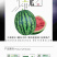 中科茂华瓜果种子盖世甜王西瓜种子高圆形大红瓤不水瓤