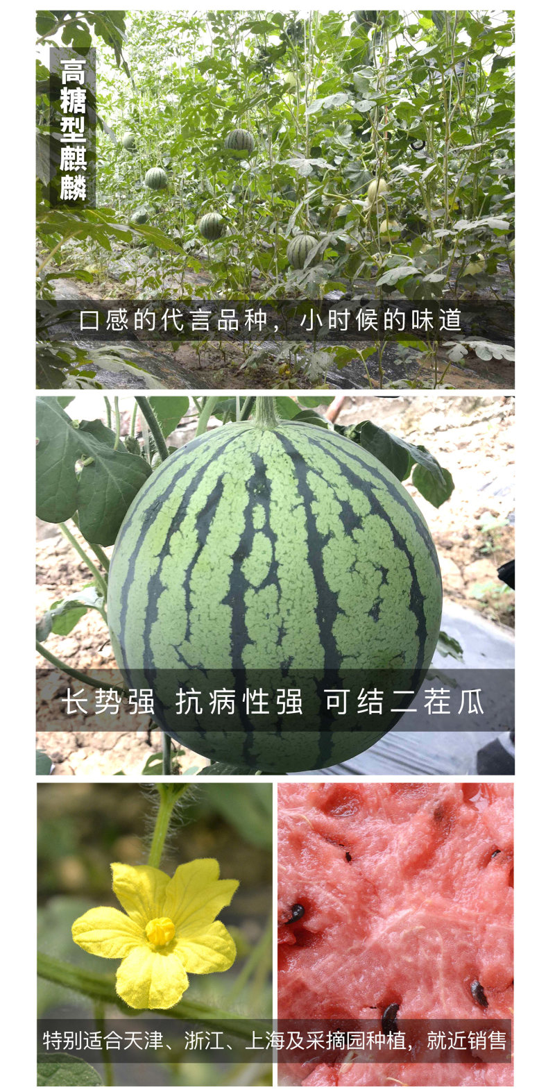 中科茂华水果种子16度冰糖麒麟西瓜种子小时候的西瓜味道