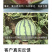 中科茂华水果种子16度冰糖麒麟西瓜种子小时候的西瓜味道