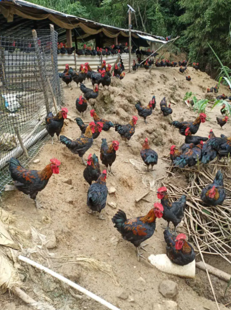 【热卖中】公鸡土鸡灵山土鸡跑山鸡物美价廉天数足