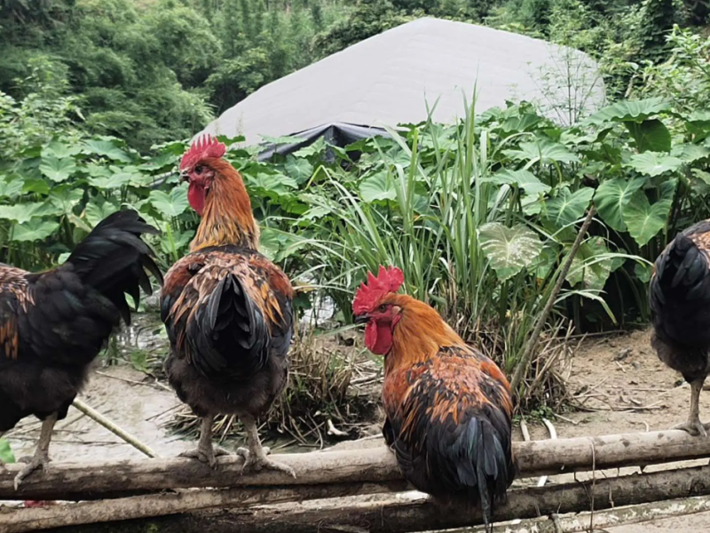 【热卖中】公鸡土鸡灵山土鸡跑山鸡物美价廉天数足