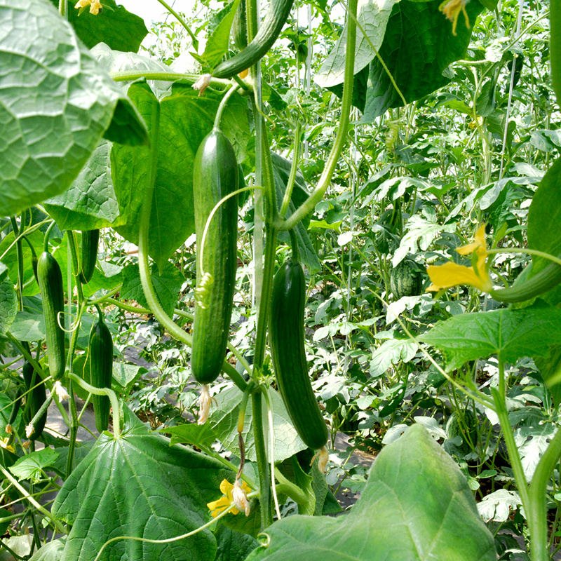 中科茂华蔬菜种子无刺全雌水果黄瓜迷你水果小黄瓜一叶一瓜