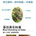 中科茂华蔬菜种子无刺全雌水果黄瓜迷你水果小黄瓜一叶一瓜