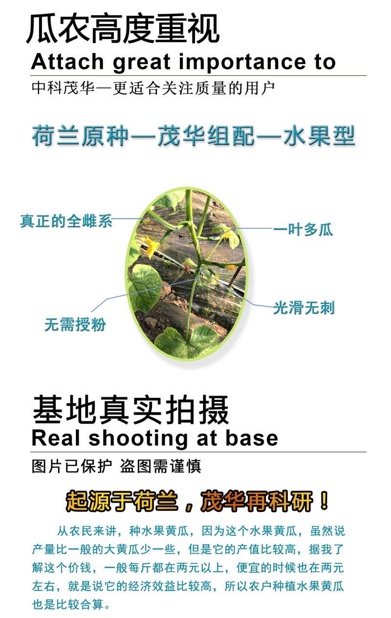 中科茂华蔬菜种子无刺全雌水果黄瓜迷你水果小黄瓜一叶一瓜