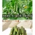 中科茂华蔬菜种子无刺全雌水果黄瓜迷你水果小黄瓜一叶一瓜