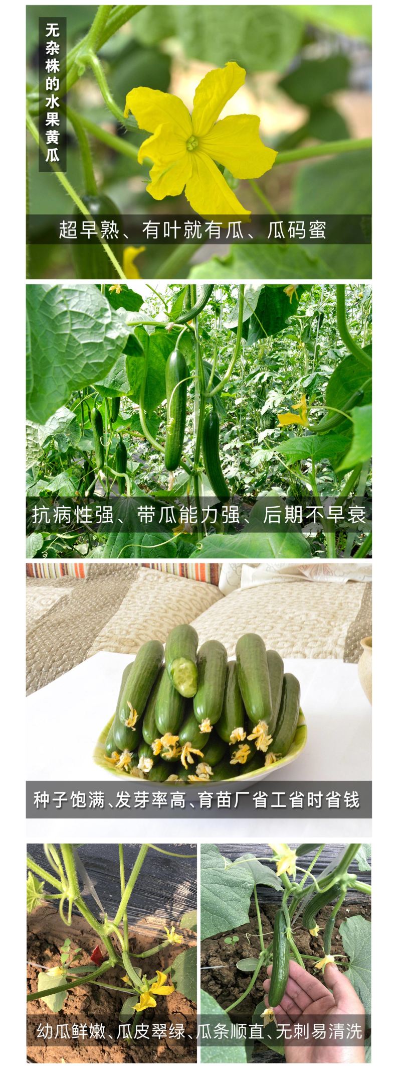 中科茂华蔬菜种子无刺全雌水果黄瓜迷你水果小黄瓜一叶一瓜