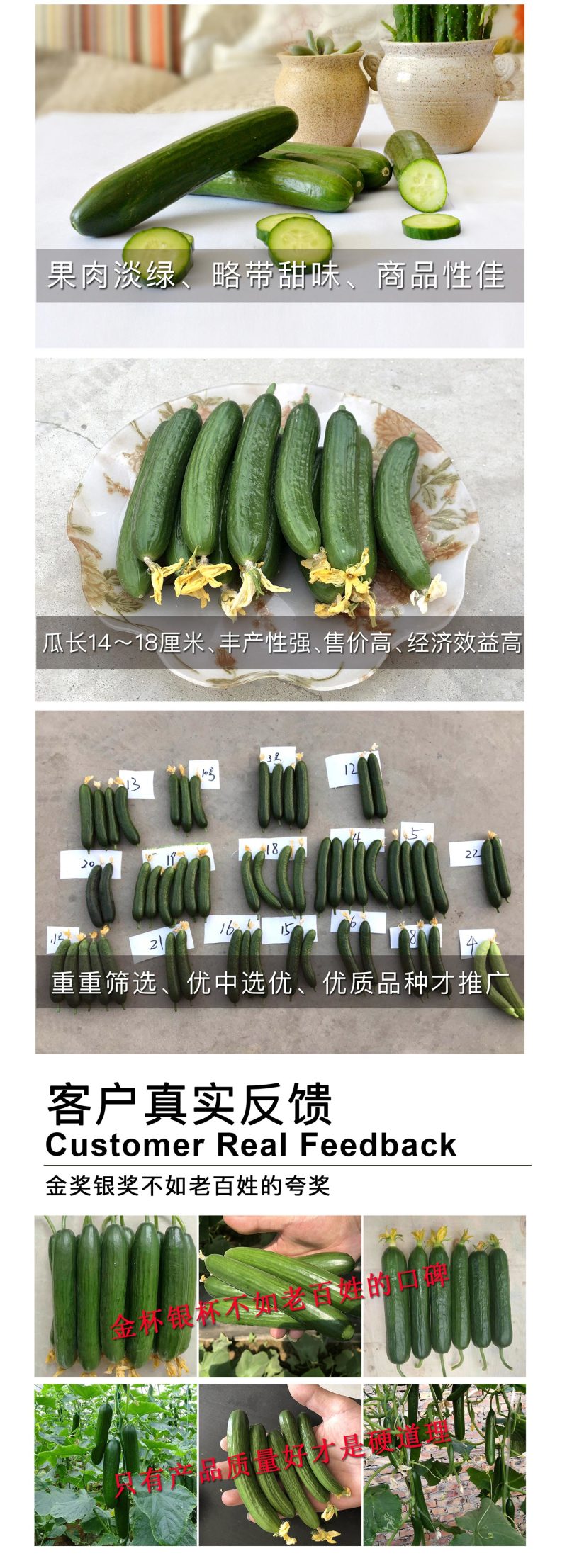 中科茂华蔬菜种子无刺全雌水果黄瓜迷你水果小黄瓜一叶一瓜