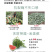 中科茂华水果种子金美都西瓜种子改良8424麒麟瓜高纯度薄