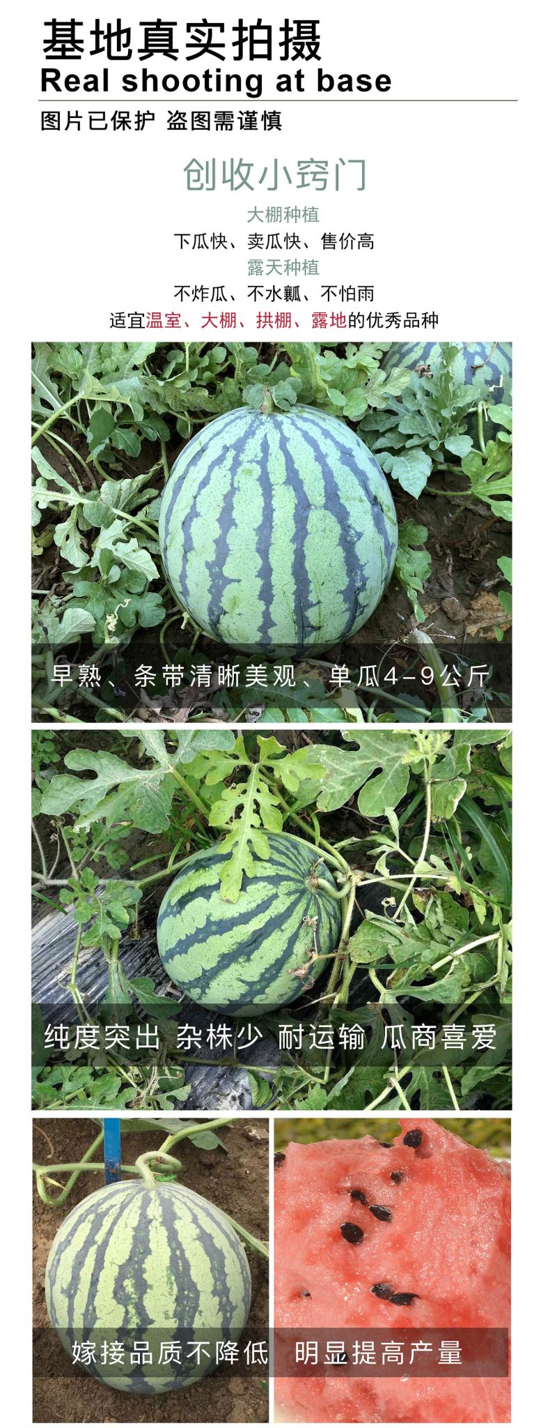 中科茂华水果种子金美都西瓜种子改良8424麒麟瓜高纯度薄