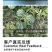 中科茂华水果种子金美都西瓜种子改良8424麒麟瓜高纯度薄