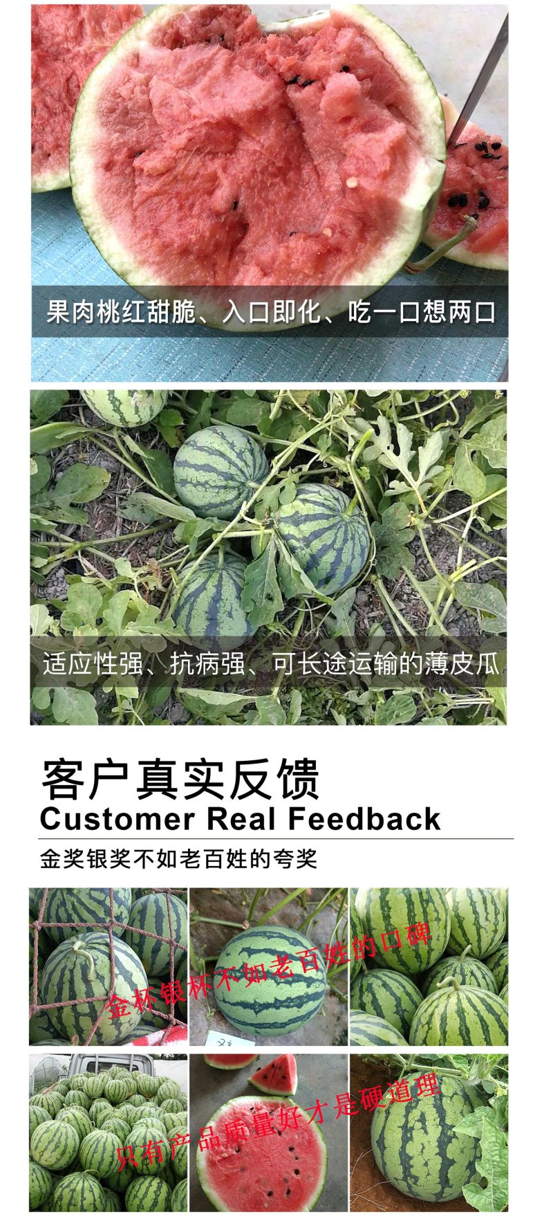中科茂华水果种子金美都西瓜种子改良8424麒麟瓜高纯度薄