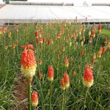 火炬花种植基地火炬花农户直销。青州火炬花价格
