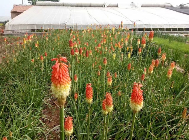 火炬花种植基地火炬花农户直销。青州火炬花价格
