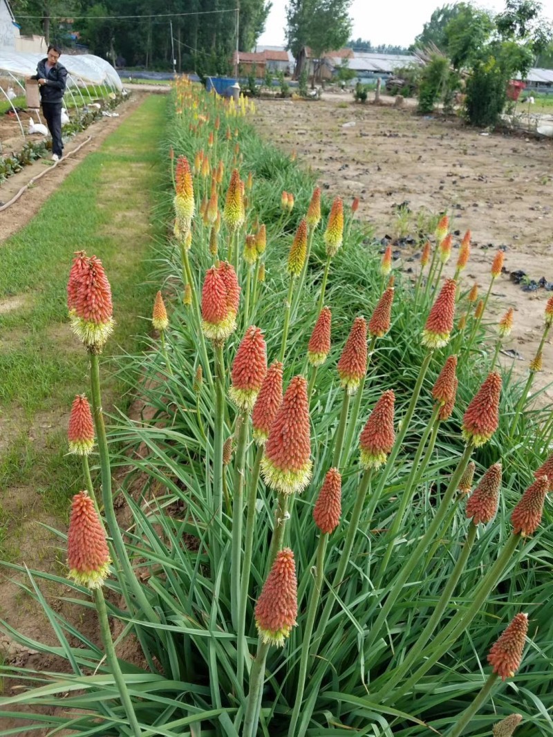 火炬花种植基地火炬花农户直销。青州火炬花价格