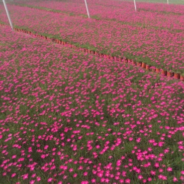 欧石竹种植基地。欧石竹。农户自销。300万低价处理