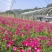 欧石竹种植基地。欧石竹。农户自销。300万低价处理