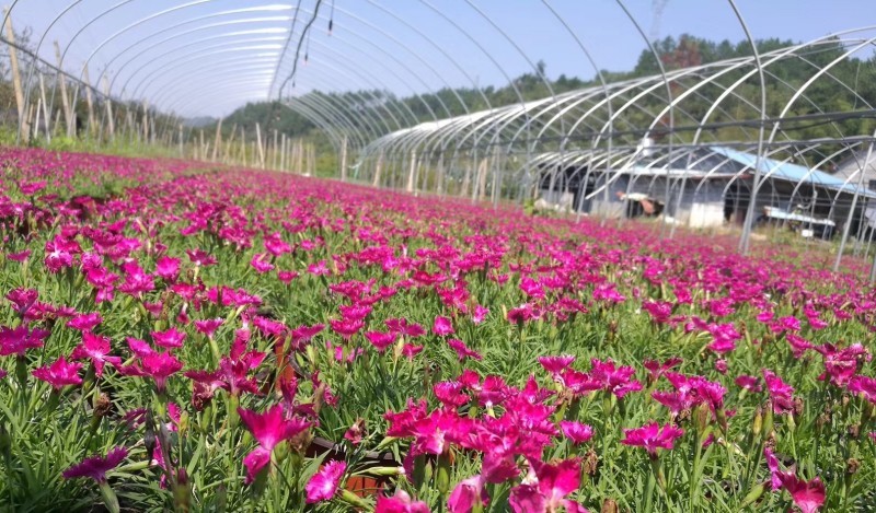 欧石竹种植基地。欧石竹。农户自销。300万低价处理