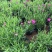 欧石竹种植基地。欧石竹。农户自销。300万低价处理