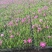 欧石竹种植基地。欧石竹。农户自销。300万低价处理