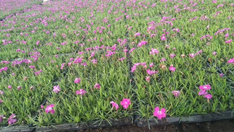 欧石竹种植基地。欧石竹。农户自销。300万低价处理
