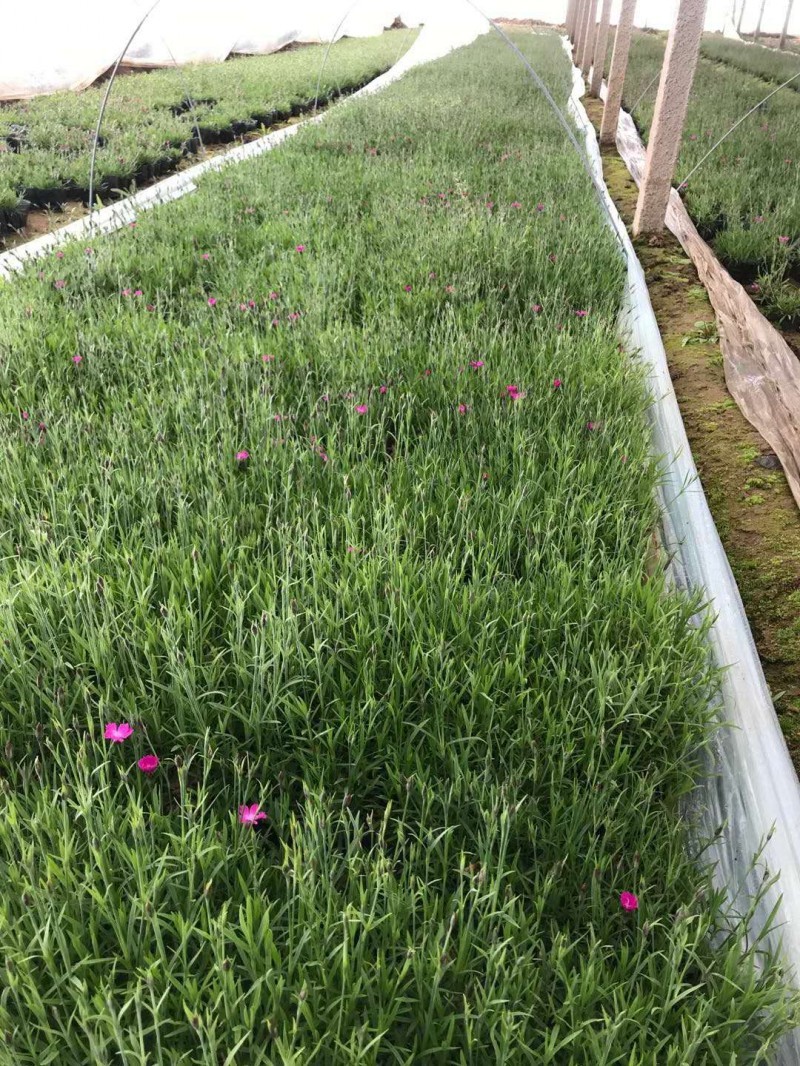 欧石竹种植基地。欧石竹。农户自销。300万低价处理