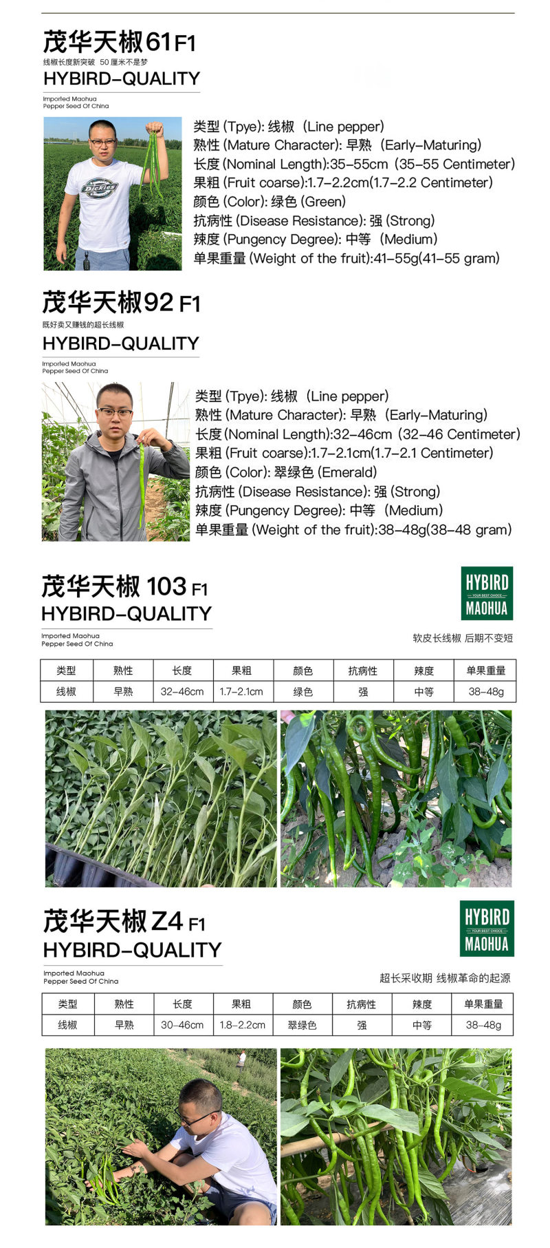 中科茂华蔬菜种子香辣长丰辣椒种子长线椒种子杂交一代条椒干