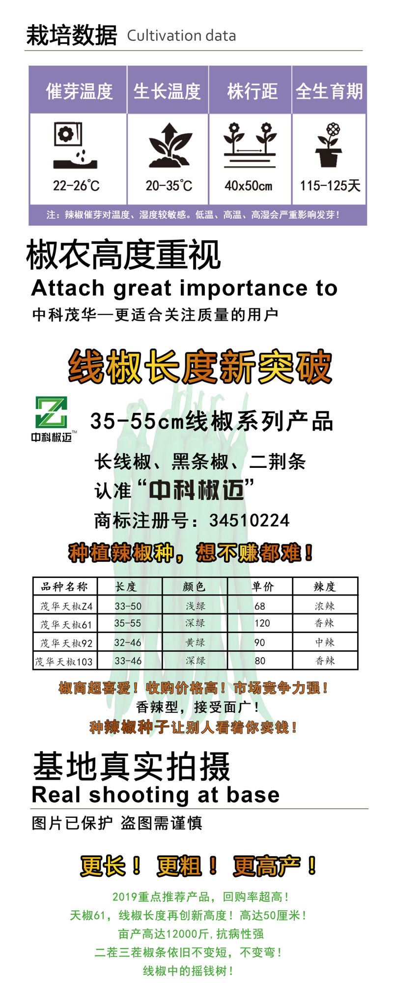 中科茂华蔬菜种子香辣长丰辣椒种子长线椒种子杂交一代条椒干
