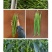 中科茂华蔬菜种子香辣长丰辣椒种子长线椒种子杂交一代条椒干