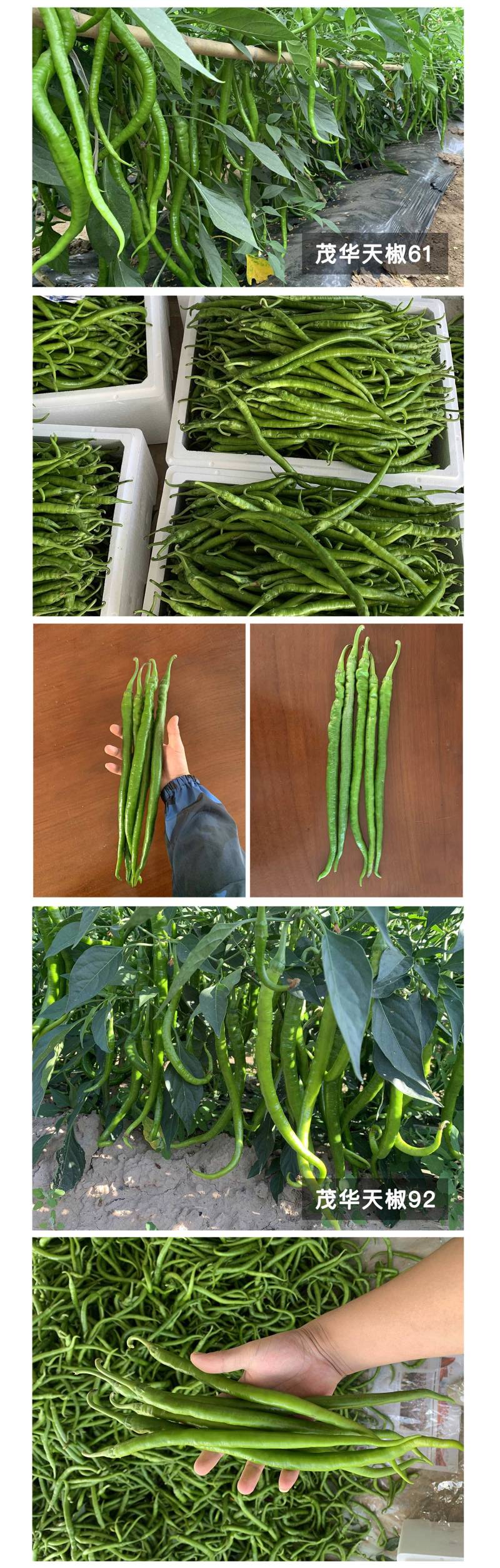 中科茂华蔬菜种子香辣长丰辣椒种子长线椒种子杂交一代条椒干