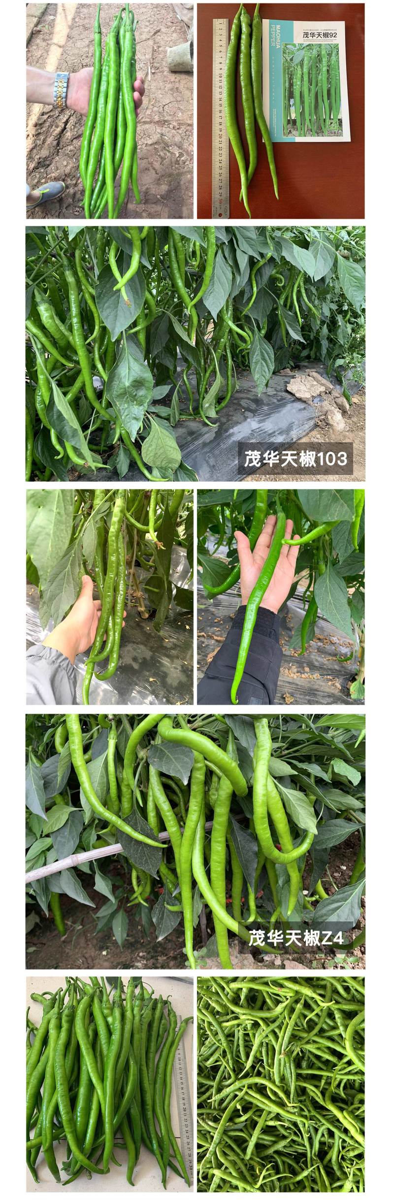 中科茂华蔬菜种子香辣长丰辣椒种子长线椒种子杂交一代条椒干