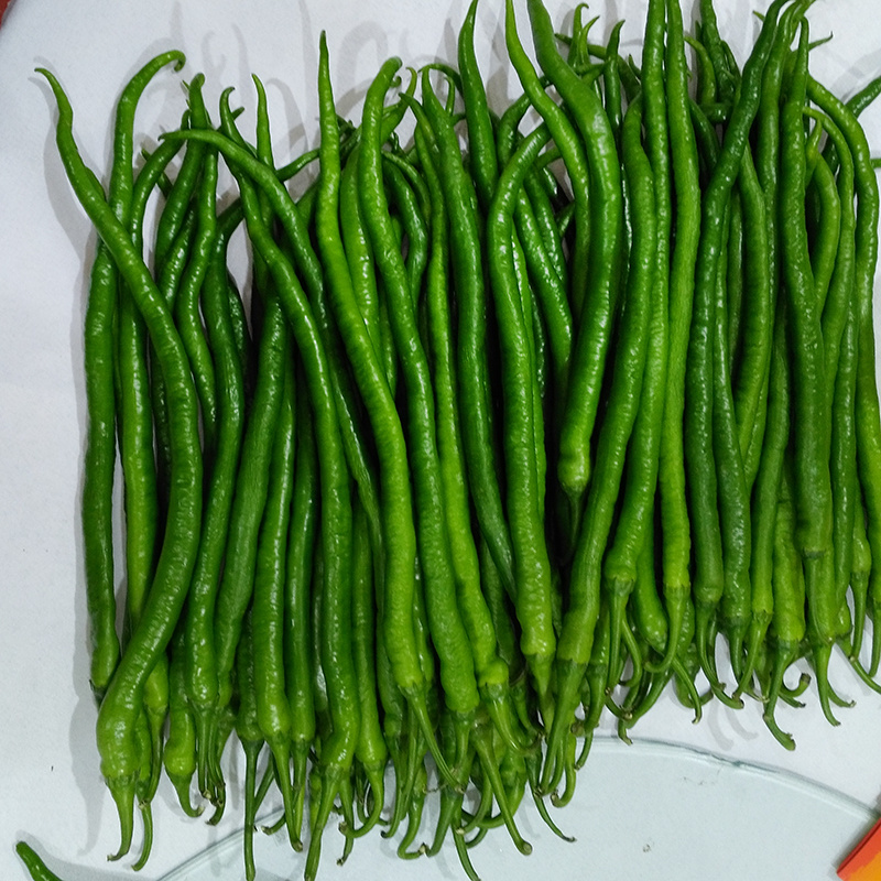 中科茂华蔬菜种子香辣长丰辣椒种子长线椒种子杂交一代条椒干