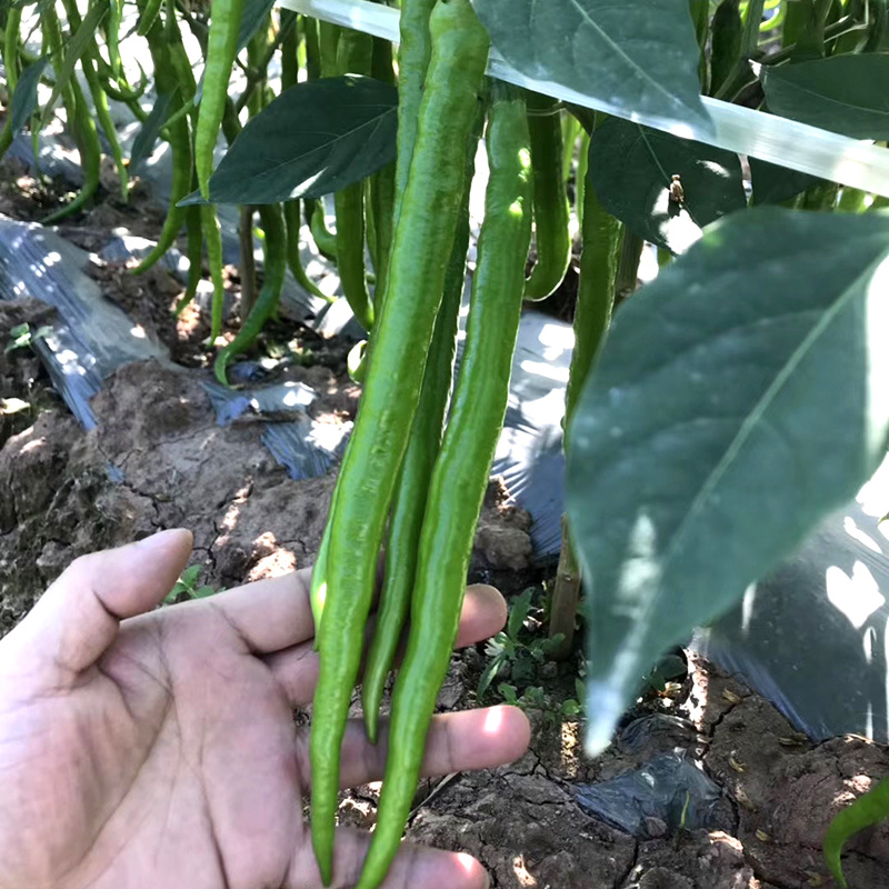 中科茂华蔬菜种子香辣长丰辣椒种子长线椒种子杂交一代条椒干