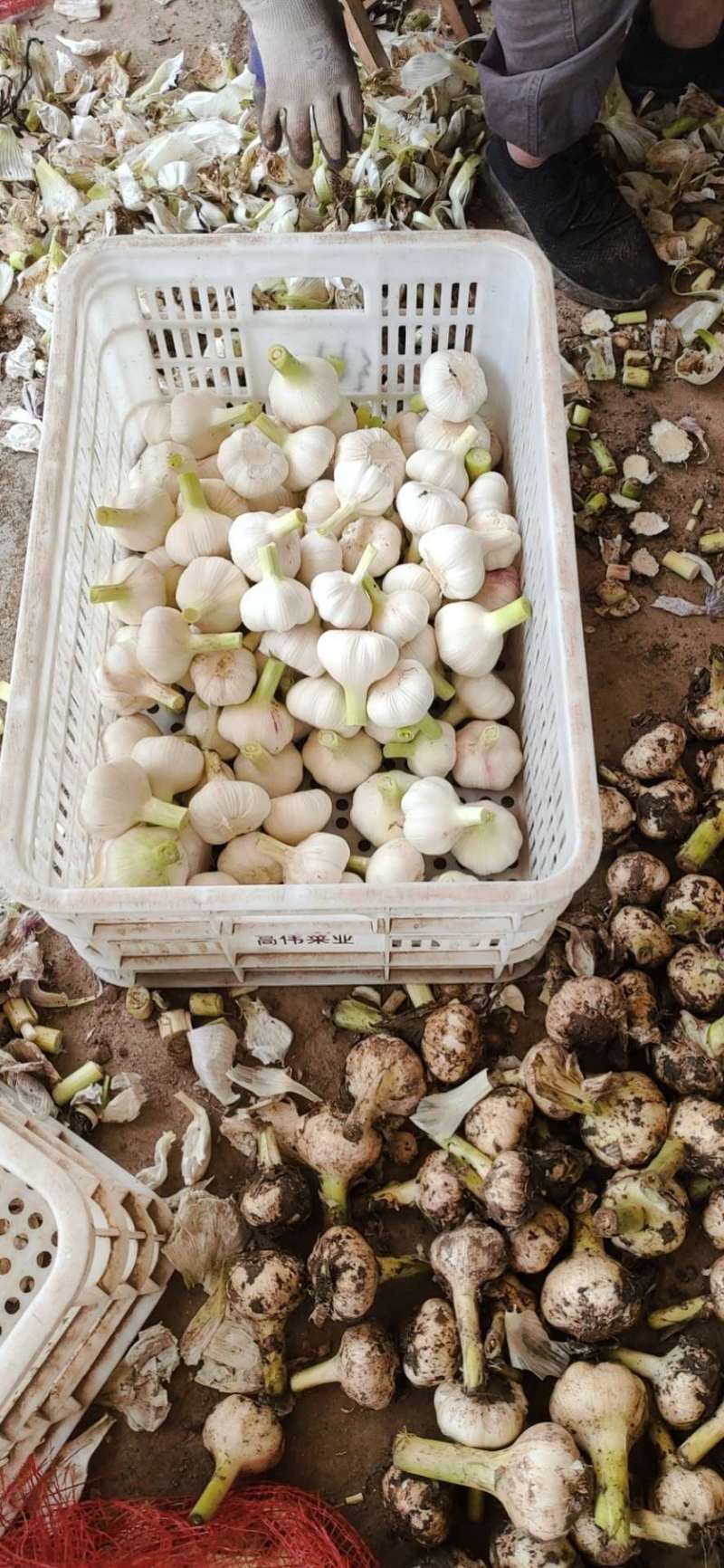 山东优质大蒜鲜蒜头今年鲜蒜