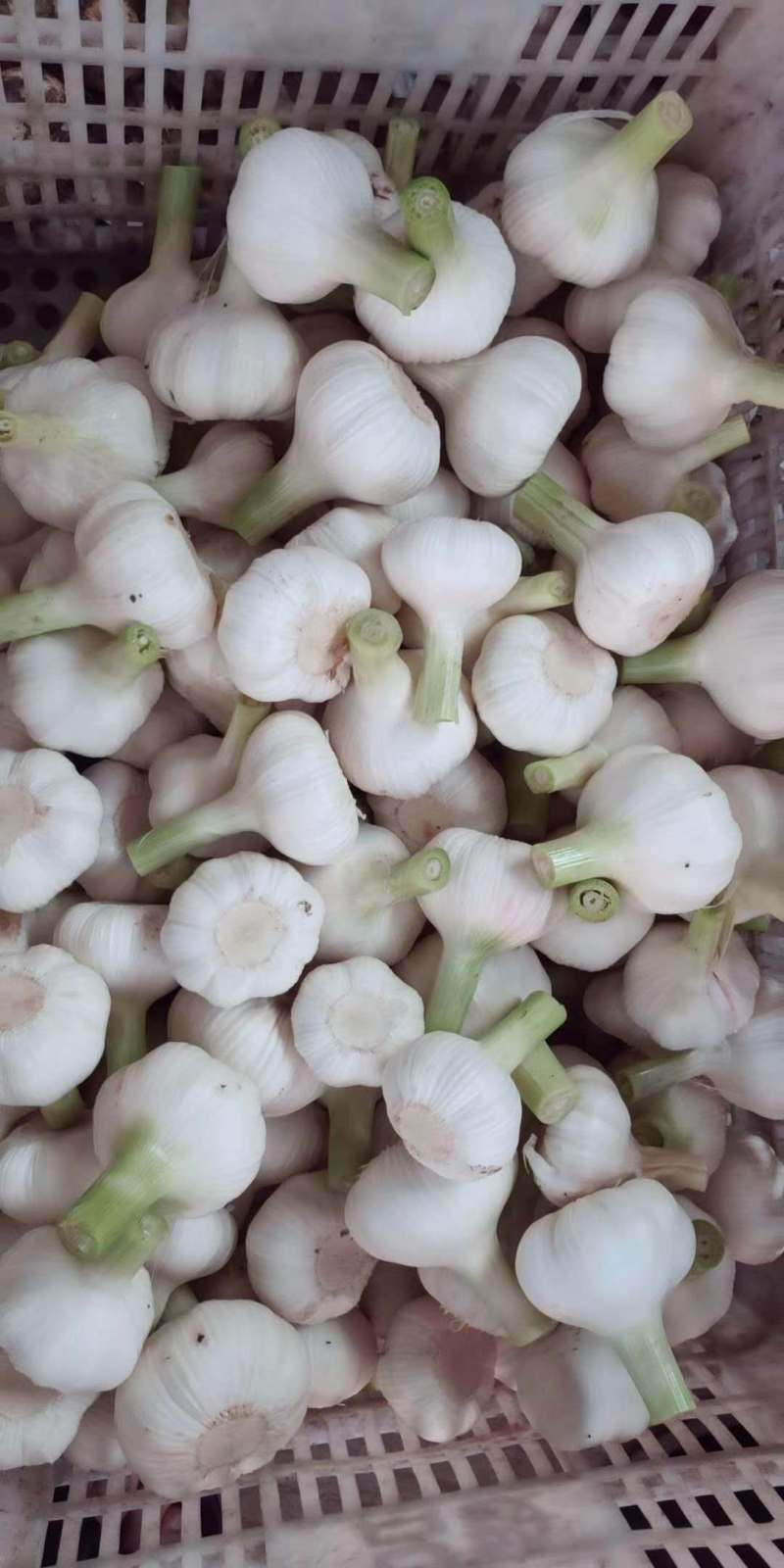 山东优质大蒜鲜蒜头今年鲜蒜