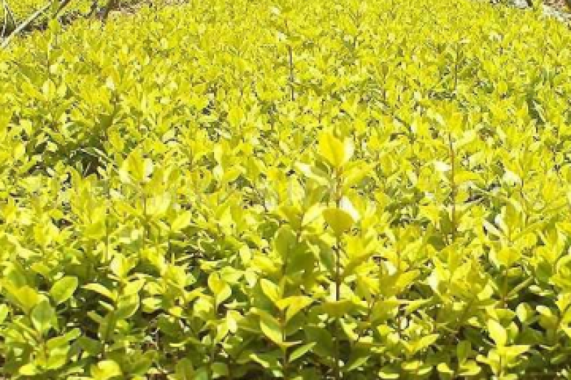 金叶女贞一手货源自家苗圃绿化种植大量批发