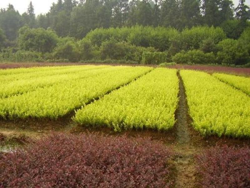 金叶女贞一手货源自家苗圃绿化种植大量批发