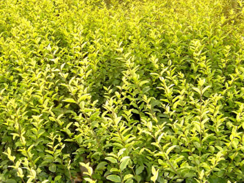 金叶女贞一手货源自家苗圃绿化种植大量批发