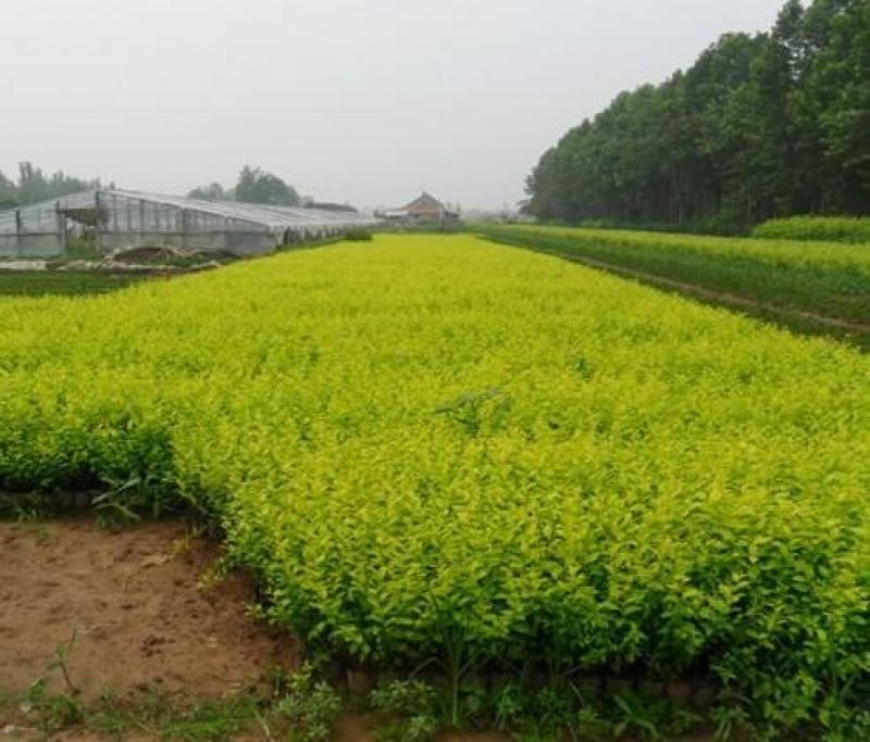 金叶女贞一手货源自家苗圃绿化种植大量批发