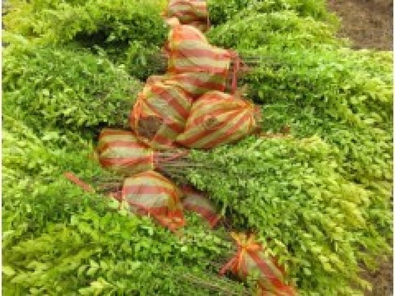 金叶女贞一手货源自家苗圃绿化种植大量批发
